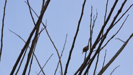 a single bird sits on leafless tree branches.