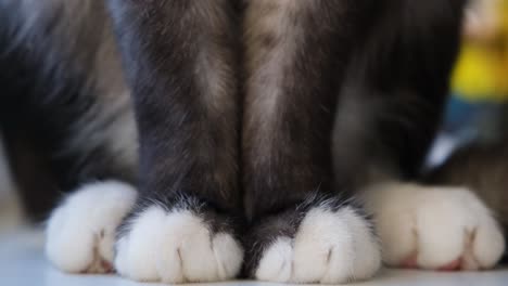 close-up of a cat's paws