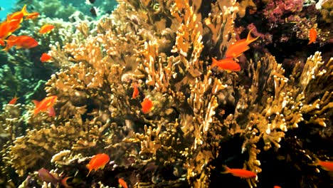 Bright-orange-Wreck-Fish-swimming-by-a-coral--underwater