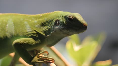 iguana resting on tea branch in nature,