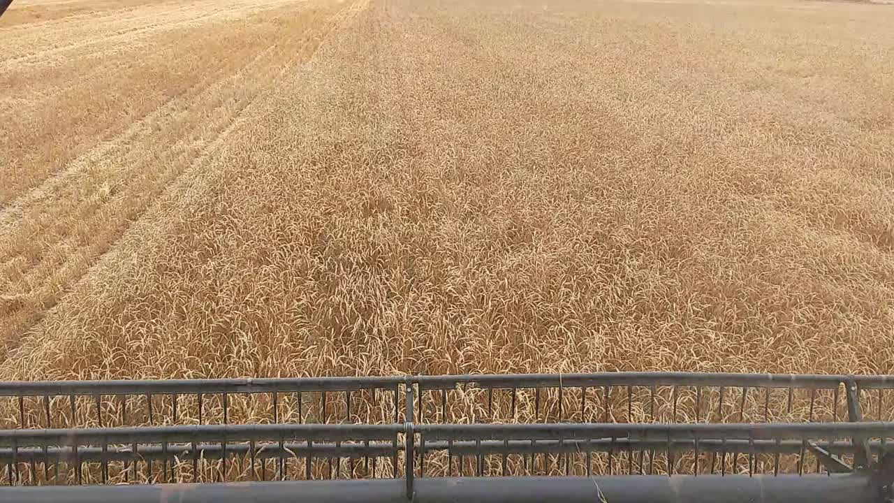 trigo de corte recto durante la cosecha