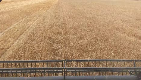 Straight-cutting-wheat-during-harvest