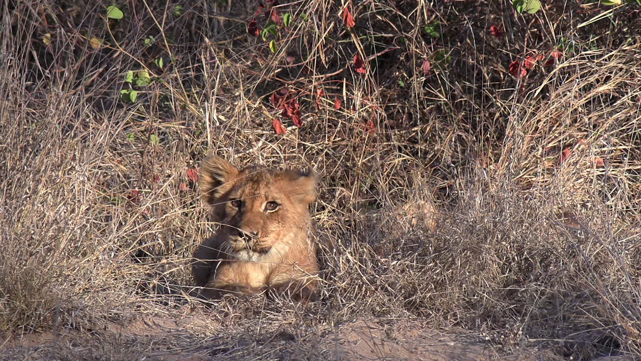 dichtbij zicht op een schattige leeuwenwelp die op hoog gras ligt en zijn hoofd schudt