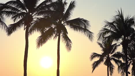 silhouetted coconut palms against golden sunset at miami beach