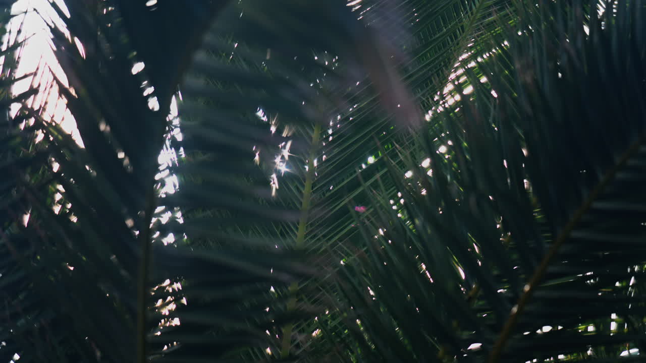 Low angle view of a palm tree in sunlight with the sky on the background
