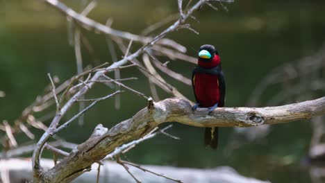 encaramado en una rama desnuda mirando hacia el frente mientras mira a su alrededor y la cámara se inclina hacia abajo, pico ancho negro y rojo, cymbirhynchus macrorhynchos, parque nacional kaeng krachan, tailandia