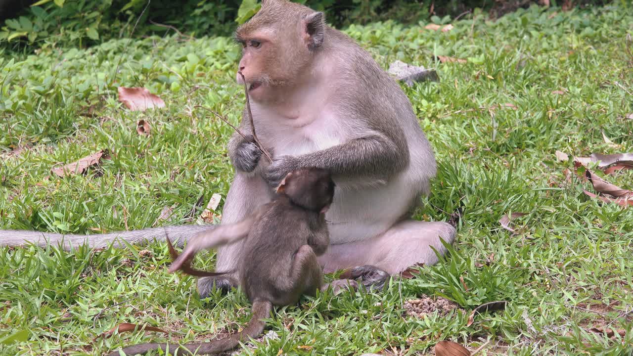 monos macacos madre y bebé