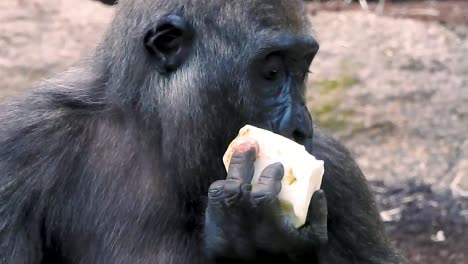 closeup of young gorilla eating fruit