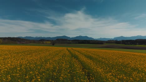 Gelbes-Blumenfeld-Im-Ländlichen-Bayern-In-Der-Nähe-Des-Chiemsees-Mit-Idyllischen-Alpenbergen-Und-Natur