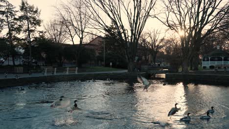 los patos se asustan en el estanque de la ciudad