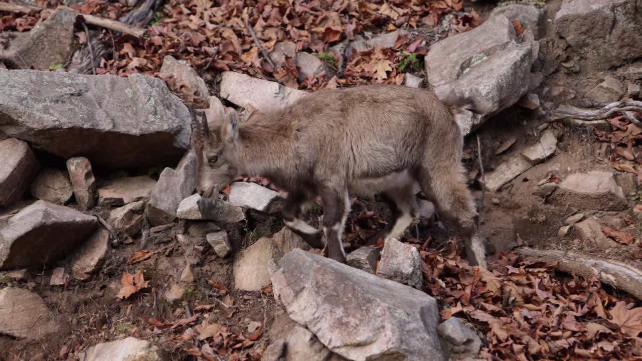 bambino capra di montagna che cammina lungo la foresta rocciosa autunno slomo defecare allo stesso tempo