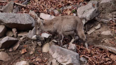 Baby-Bergziege,-Die-Entlang-Des-Felsigen-Waldes-Geht,-Herbst-Slomo,-Der-Gleichzeitig-Stuhlgang-Hat