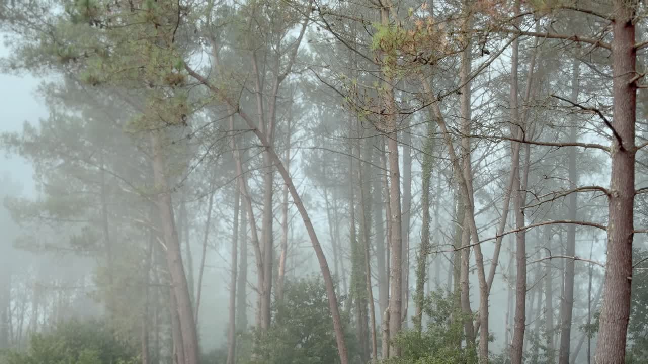 Misty Morning in a Pine Forest. Fog Gently Covers the Trees in a Calm and Serene Natural Landscape