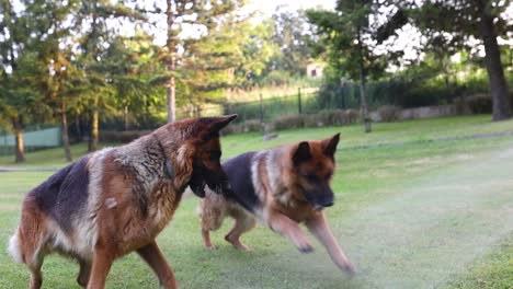 Toma-Cinematográfica-De-Dos-Perros-Jugando-Con-Agua-De-Una-Manguera-De-Jardín-En-Cámara-Lenta,-Alemán,-Belga,-Cámara-Lenta