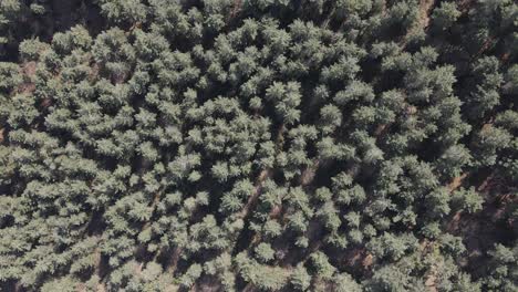 arboles bosque natural drone aerea
