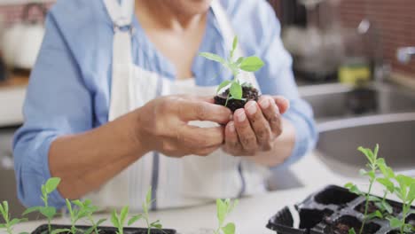 Asian-senior-woman-holding-a-plant-sampling-at-home