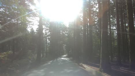 Driving-in-the-middle-of-the-forest,-with-the-sun-rising-between-the-trees