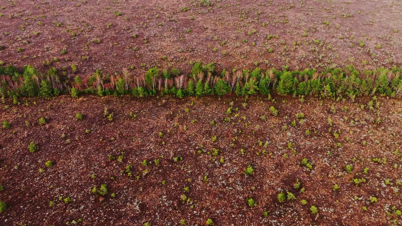 Brown moss textures and green shrubs form abstract patterns in Nida Bog, Latvia