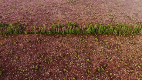 brown moss textures and green shrubs form abstract patterns in nida bog, latvia