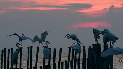 The-Great-Egret,-also-known-as-the-Common-Egret-or-the-Large-Egret