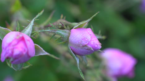 primer plano de rosa búlgara - capullo rosa con gotas de rocío en un jardín ubicado en el valle de las rosas en bulgaria