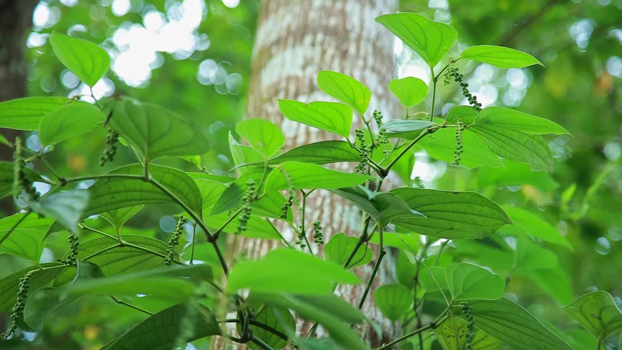 Black Pepper, Piper nigrin, Kerala spice, most traded spice in the world, Indian , Asian, Green color, climber plant,