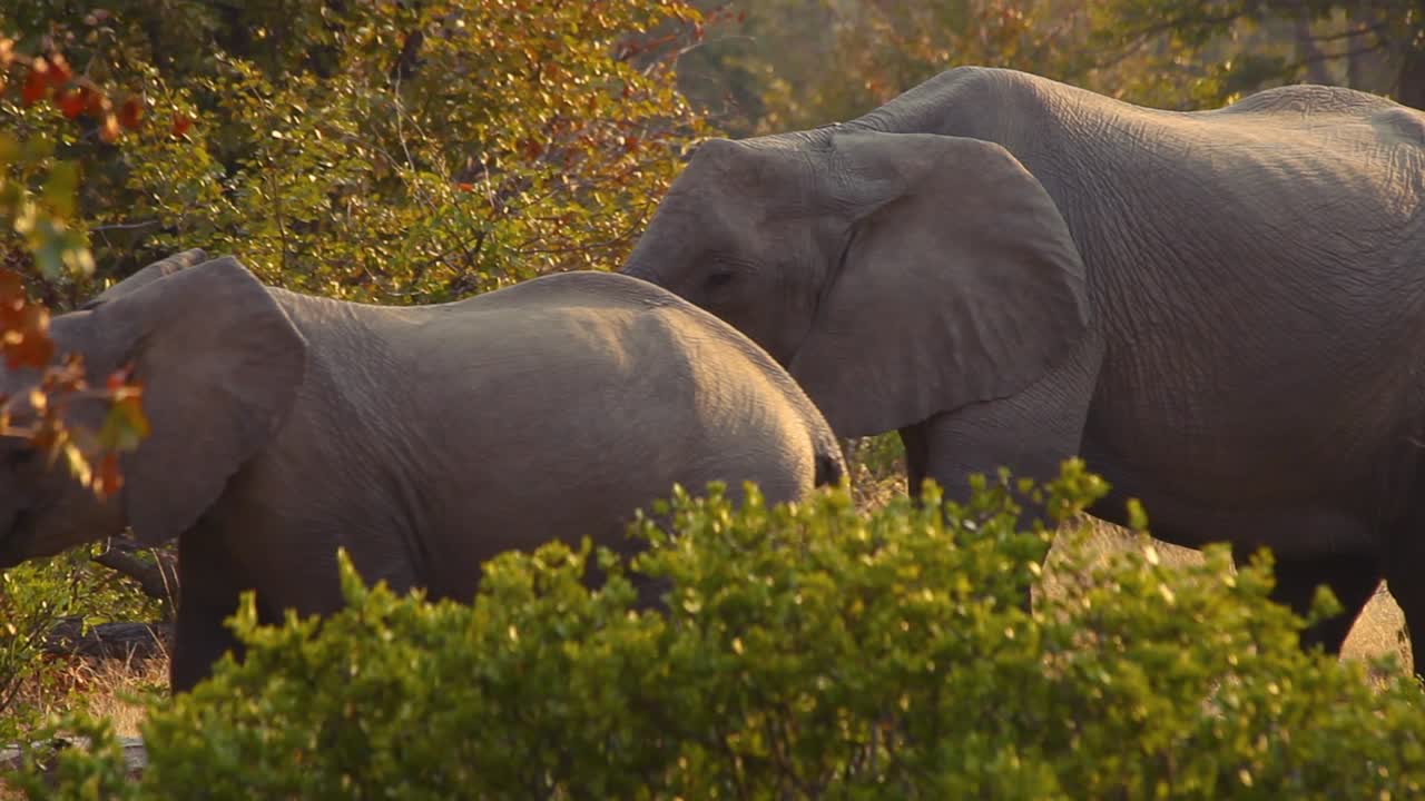 Detail van een olifant die in het wild eet