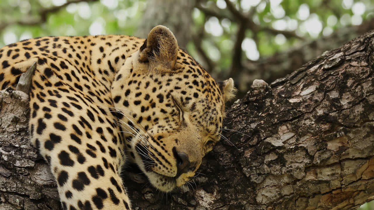 A leopard is peacefully resting atop a tree branch in Sabi Sands, South Africa, basking in the warmth of the afternoon sun and enjoying a moment of tranquility.
