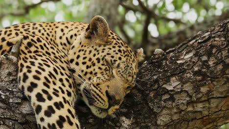 a leopard is peacefully resting atop a tree branch in sabi sands, south africa, basking in the warmth of the afternoon sun and enjoying a moment of tranquility.