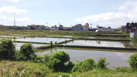 Panoramic-Wet-Rice-Fields-Landscape-Flooded-Paddy-Bali-Indonesia-Traditional-Agriculture,-Village-Sky-in-Warm-Summer