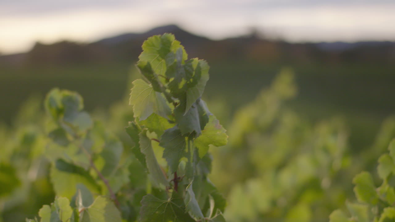 el viñedo al atardecer