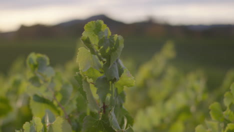 vineyard at sunset