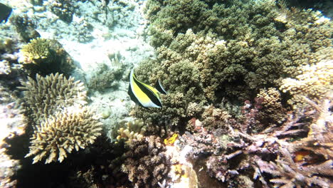 No-guesses-why-they-call-it-a-butterfly-fish