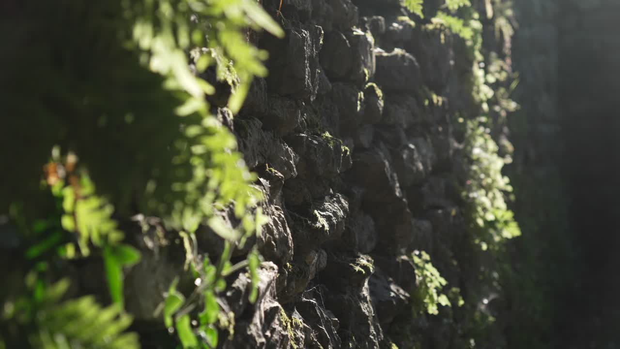 Stone Wall Covered in Moss and Plants