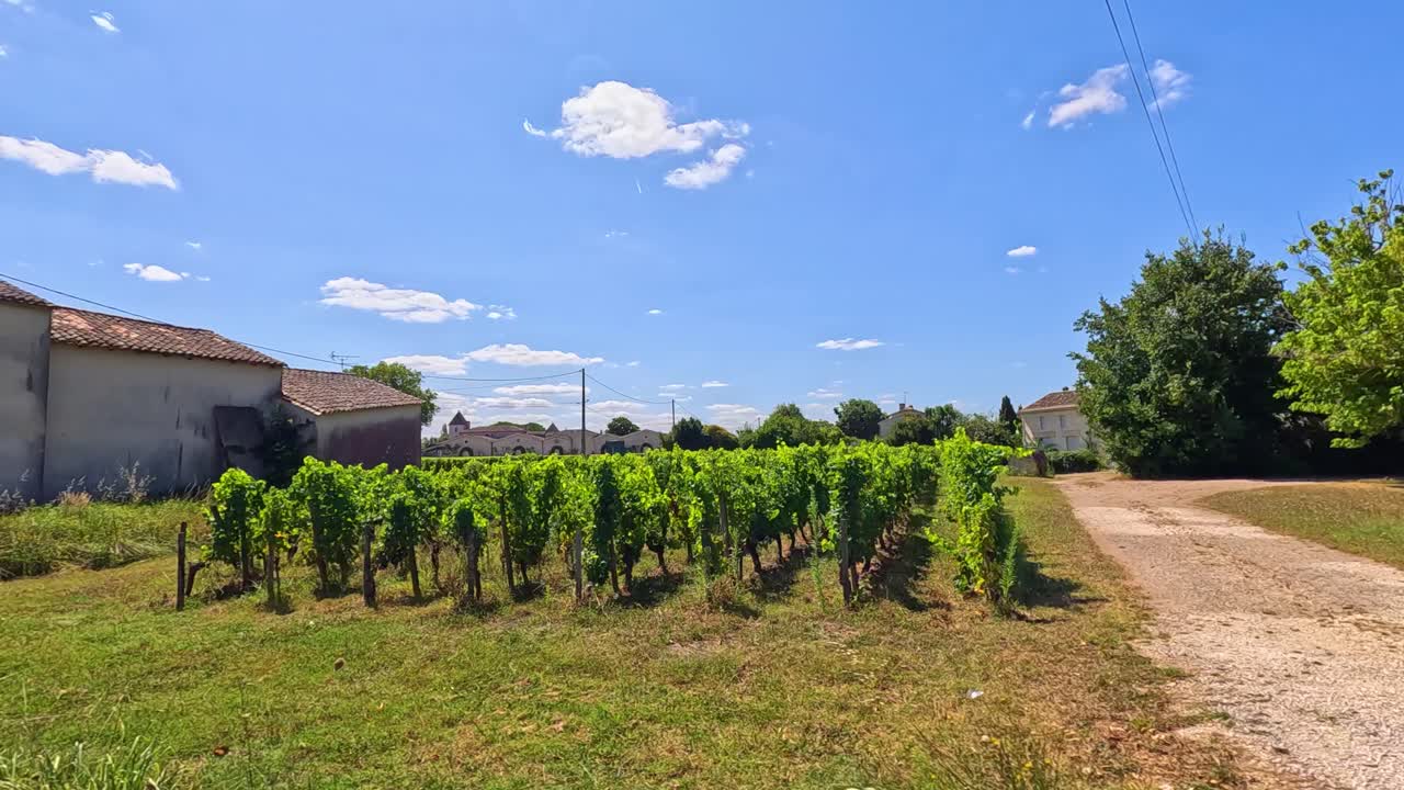 paisaje de viñedos en francia