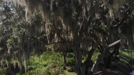 downward drone aerial from mid-tree showing massive spanish moss growth