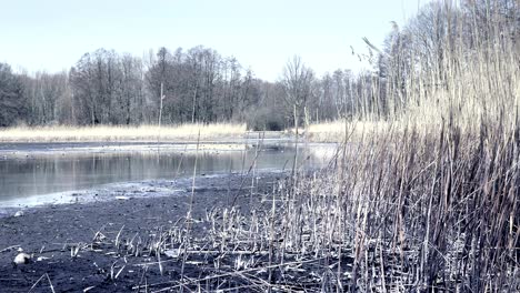 reed in dropped empty pond without water. dried reed around lake. freshwater shells and shellfish.