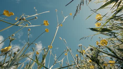 flores de hierba floreciendo en el campo al atardecer con un cielo azul, un ángulo bajo desde el suelo o una vista de pájaro