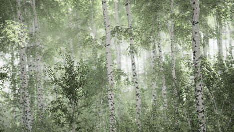 Spring-in-the-birch-grove-forest