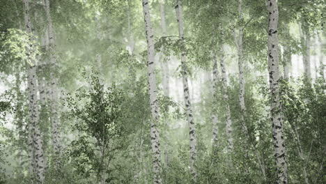 primavera en el bosque de abedules