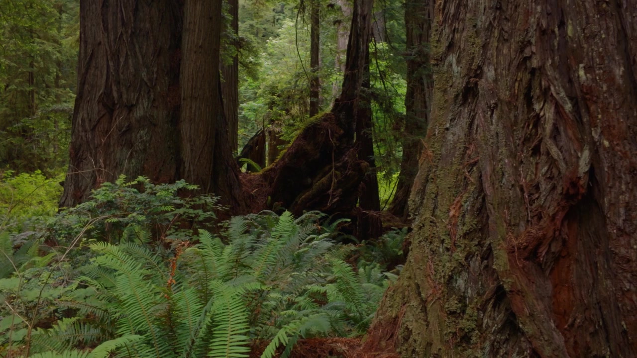 Carrellata in slow motion davanti a sequoie giganti in un parco nazionale