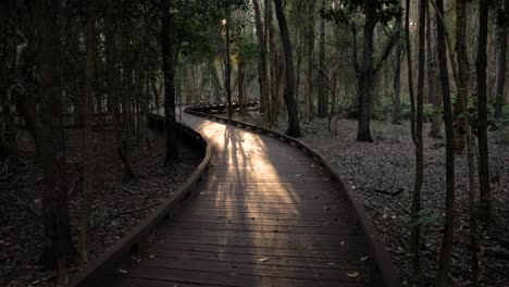 Handheld-wide-shot-Melaleuca-Boardwalk-trail-in-morning-sunlight,-Coombabah-Lake-Conservation-Park,-Gold-Coast,-Queensland