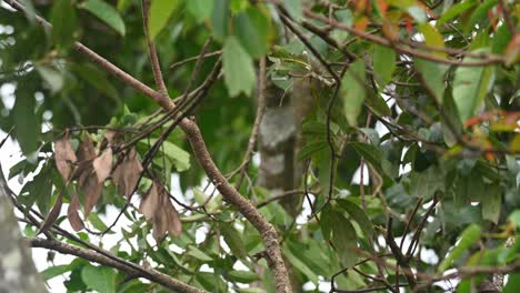 Auf-Einem-Ast-Sitzend-Und-Dann-Wegfliegend,-Blaudrossel-Monticola-Solitarius-Männchen,-Thailand