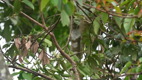 encaramado en una rama y luego vuela lejos, tordo de roca azul monticola solitario macho, tailandés