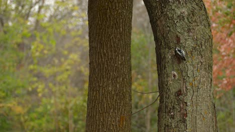 A-little-female-downy-woodpecker,-dryobates-pubescens-foraging-and-pecking-on-a-giant-tree-trunk-with-beautiful-tree-bark-texture-and-deciduous-forest-in-the-background