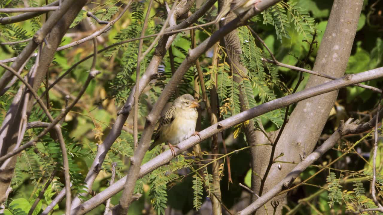 Vitelline masked weaver female perched on branch in green bush on sunny day