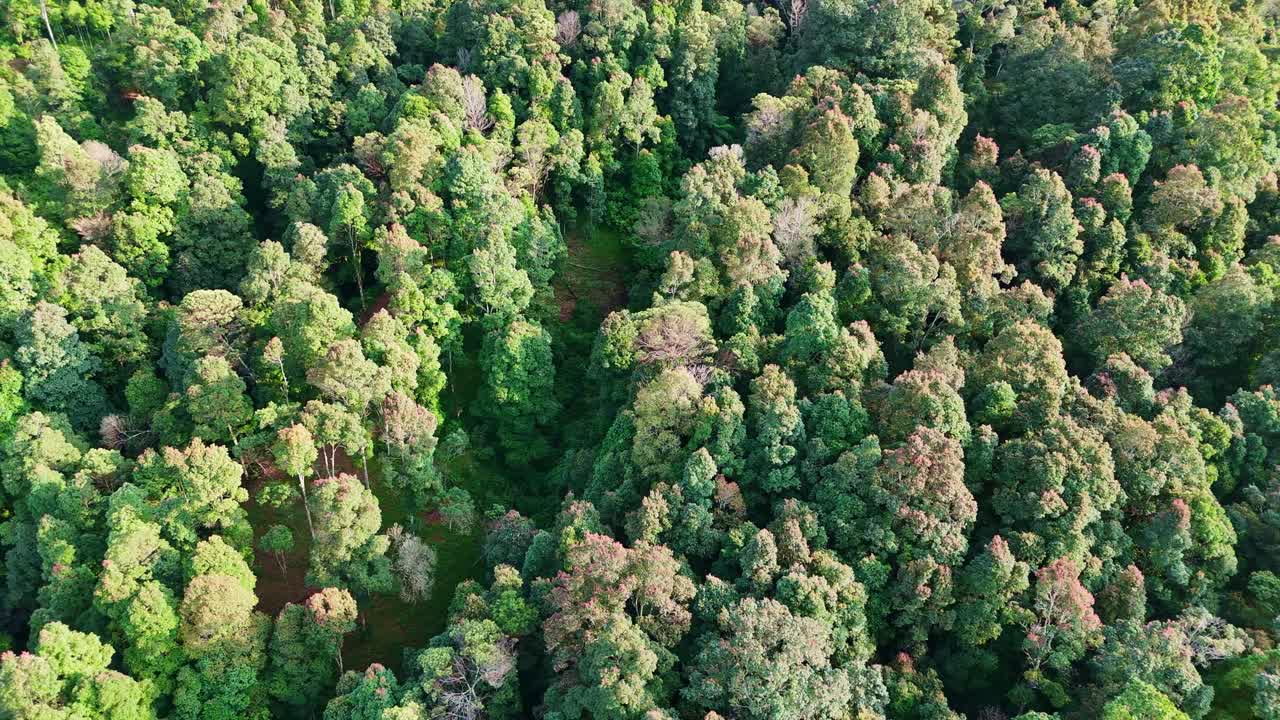 Aerial view of mixed forest full of large trees. Tropical rainforest. 4K drone shot.