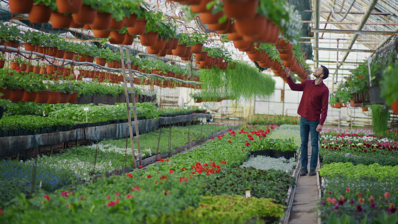 Farmer Walks in Greenhouse with Ornamental Flowers