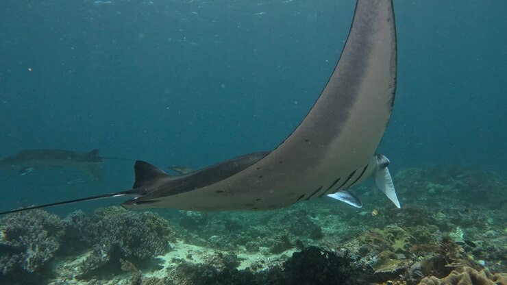 Manta Ray swimming slowly in tropical reef