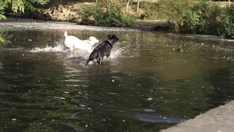 two labrador dogs playing fetch in a lake wide shot